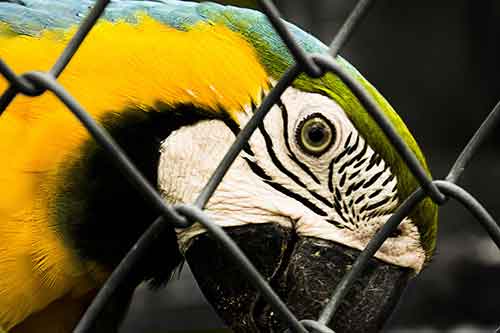 macaw in cage